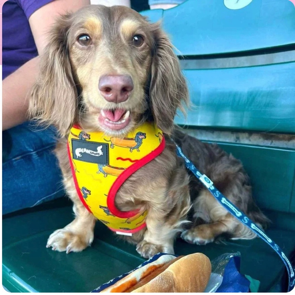 Host pick!! *NEW* Dachshunds…So cute!! Dog Harness by bean goods! Adj to 18”.